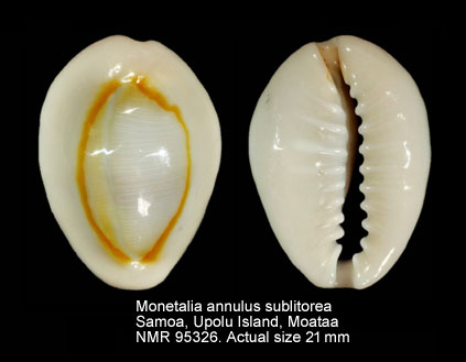 Monetaria annulus sublitorea.jpg - Monetaria annulus sublitorea Lorenz,1997